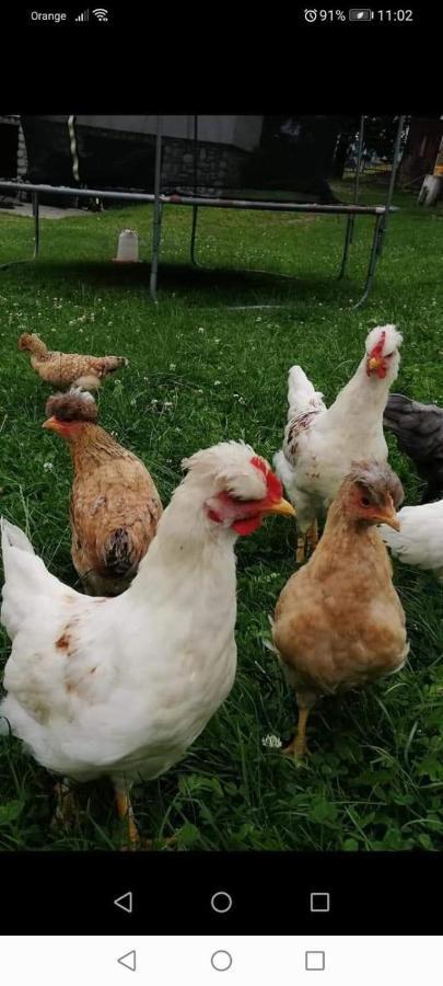 Agroturystyka Pod Lasem Poronin Ngoại thất bức ảnh